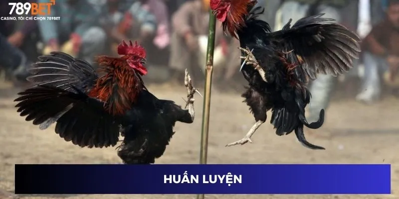 Huấn luyện