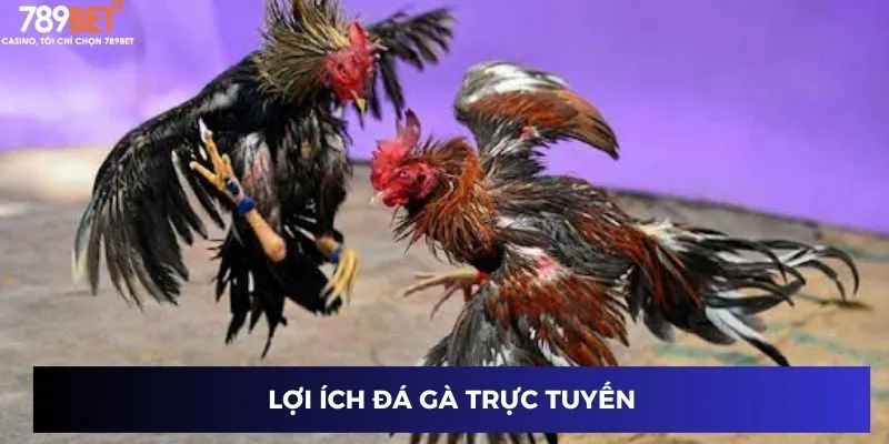 Lợi ích đá gà trực tuyến