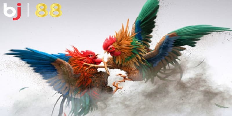 Chiến thuật đá gà chuẩn xác từ các bậc cao thủ hiện đại