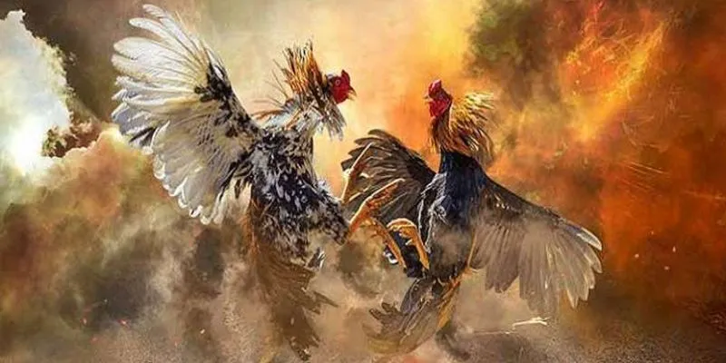Khám phá đôi nét đá gà cựa sắt